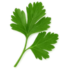 Organice Parsley Leaf